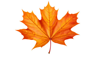Obraz premium colorful autumn maple leaves 