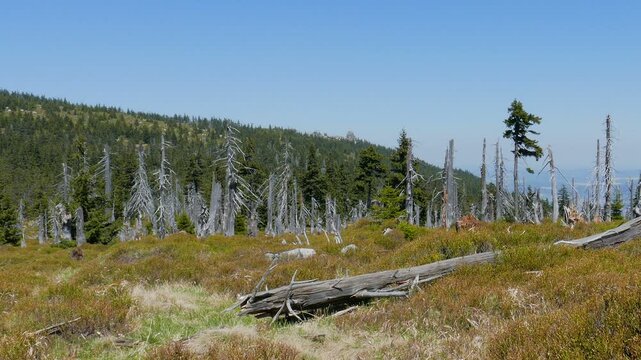 Tract of dead trees in Karkonosze or Krkonose mountains