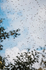 big swarm flock of birds in the sky sparrow