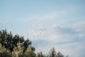big swarm flock of birds in the sky sparrow