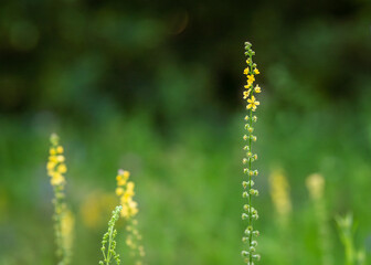 Agrimony (Agrimonia eupatoria L) flowering in summertime.  Yellow flowers of agrimonia eupatoria blossoming in field. Agrimony herbaceous perennial of medical plant in grass on meadow.