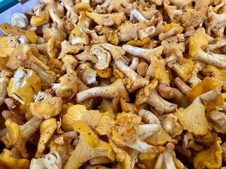 Pilze, Eierschwammerl, Pfifferling, Pfifferlinge