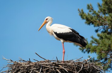 Fototapeta premium White stork perched on twig nest with branches. Center-framed stork looks directly at camera. Nest in top-left corner balances stork pose. Clear blue sky and plants fill background.