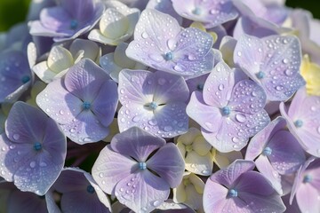 A stunning photograph of a petunia flower adorned
with dewdrops, each droplet glistening under warm, soft light