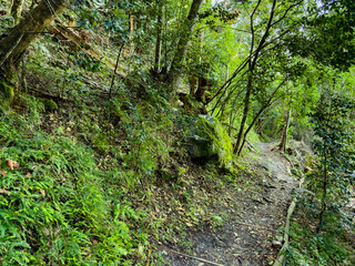 Mysterious hiking trail path through dense mountain forest