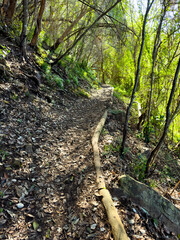 Mysterious hiking trail path through dense mountain forest