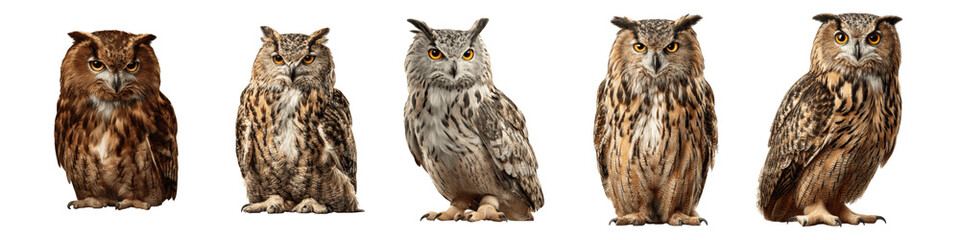 Fototapeta premium Diverse Owls Displaying Unique Features and Captivating Expressions
