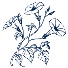 Naklejka premium vector illustration of ipomoea aquatica