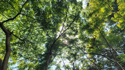 日本の夏、イロハモミジ／Japanese summer, Japanese maple／일본 여름, 일로 하모미지