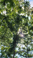 日本の夏、イロハモミジ／Japanese summer, Japanese maple／일본 여름, 일로 하모미지