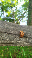 日本の夏、セミの抜け殻／Japanese summer, cicada shells／일본 여름, 반 껍질