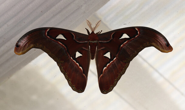 Atlasspinner - Atlas moth
