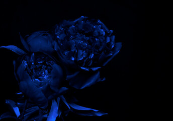 An abstract image of peonies in blue with a deep contrast and minimalist aesthetic can be popular for cover designs and modern posters.
