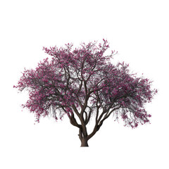 Obraz premium A flowering tree in a snowy winter landscape isoleted on transparent background .