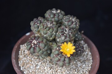 Miniature cactus cluster with a single yellow flower, grown in Korea © HYOJIN