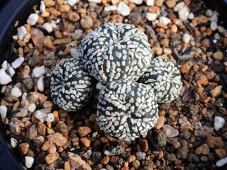 Super Tugu is a unique cactus cultivar with compact, helmet-shaped stems forming dense clusters. Photographed in Korea.
