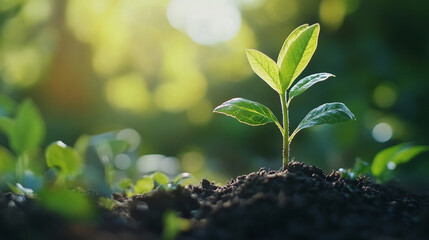 Young plant growing in sunlight surrounded by other plants in rich soil