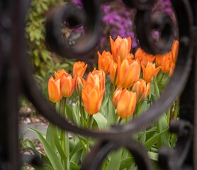 Orange Tulips Through Wrought Iron Fence