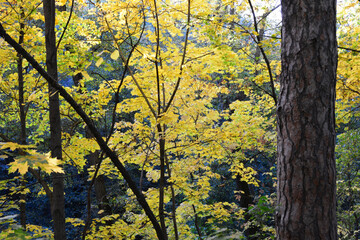 Autumnal Canopy Golden Leaves and Sunlight