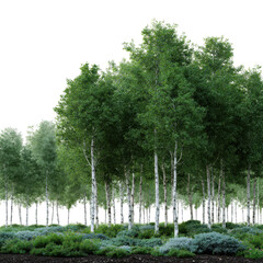 A forest of birch trees isoleted on transparent background .