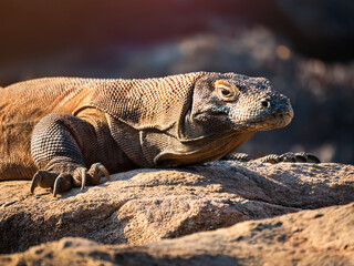 Obraz premium Komodo dragon lying on rocks with tropical greenery in background Komodo dragon enjoying heat on rocky ground in wild forest