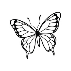 Butterfly line art, butterfly line drawing