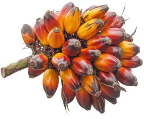 palm fruit bunch, isolated on white background.