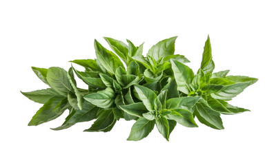 fresh basil leaves, isolated on white background.