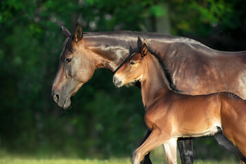Obraz premium Mare and foal in sunlight