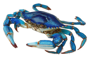 Vibrant Blue Crab Detailed Closeup Ocean Creature, isolated on a transparent background