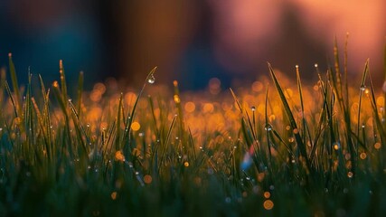 Morning dew glistens on vibrant grass blades, illuminated by soft sunlight in a tranquil outdoor setting - Powered by Adobe