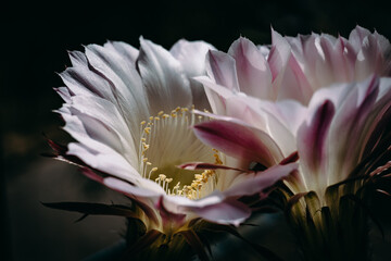Two beautiful cactus flowers in full bloom, showcasing delicate white petals with pink edges...