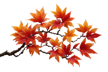 Autumn Maple Branch Vivid Orange Red Leaves Dark Background, isolated on a transparent background