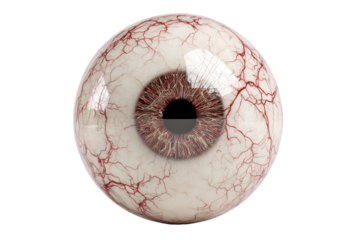 Human Eye Anatomy Detailed 3D Model Blood Vessels Iris Pupil, isolated on a transparent background
