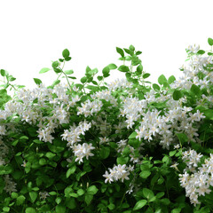 Fototapeta premium A garden full of fragrant jasmine flowers isoleted on transparent background.