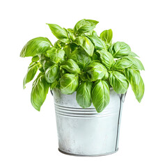 A vibrant basil plant thriving in a rustic metal pot isolated on transparent background