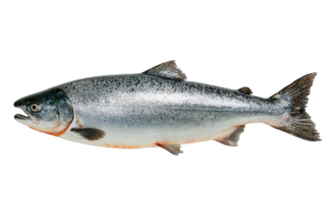 Fresh Silver Salmon Fish Black Background Seafood Ocean Food Protein Healthy Diet Cooking Recipe, isolated on a transparent background