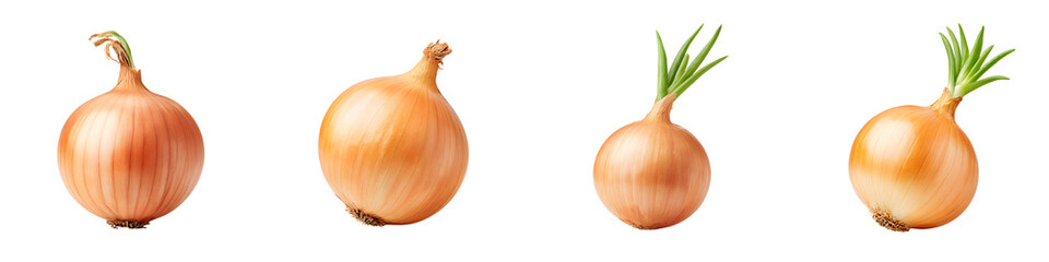 Fresh Brown Onions with Sprouts on White