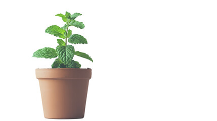 Fototapeta premium A vibrant green mint plant on clay pot isolated on transparent background