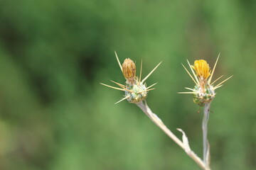 close up of Centaurea solstitialis (Barnaby's Thistle) 