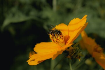 bee on yellow flower