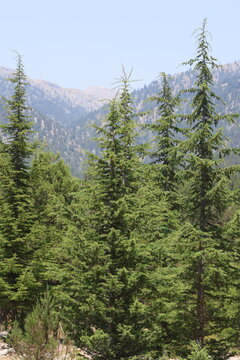 Cedrus libani  (Cedar of Lebanon) trees on taurus mountains in turkey