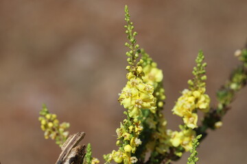Hungarian mullein or showy mullein (Verbascum speciosum) plant in nature