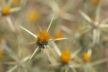 close up of Centaurea solstitialis (Barnaby's Thistle) 