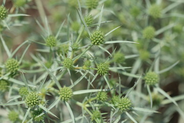 Eryngium campestre, known as field eryngo, or Watling Street thistle, is a species of Eryngium, which is used medicinally