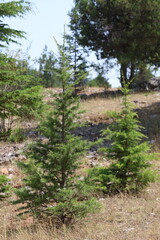 Fototapeta premium young Cedrus libani (Cedar of Lebanon) trees 