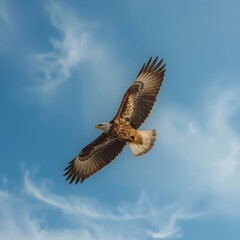 Fototapeta premium eagle in flight
