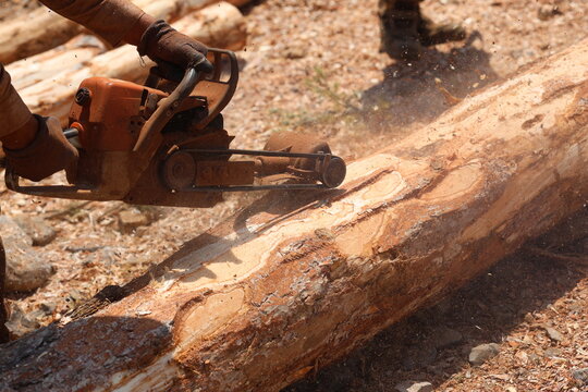 a worker debarking tree trunk using portable debarker