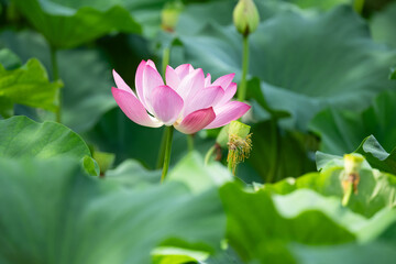Obraz premium Blooming Lotus in Lush Green 푸른 잎 사이로 피어난 연꽃