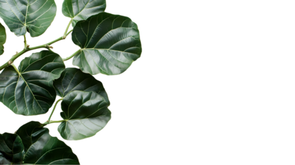 Scattered green leaves with visible veins creating isolated on transparent background